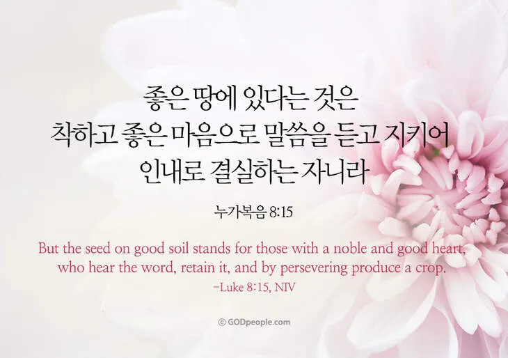 매일성경 묵상과 깨달음(누가복음 8장 1-15절) 씨 뿌리는 자의 비유 말씀_2