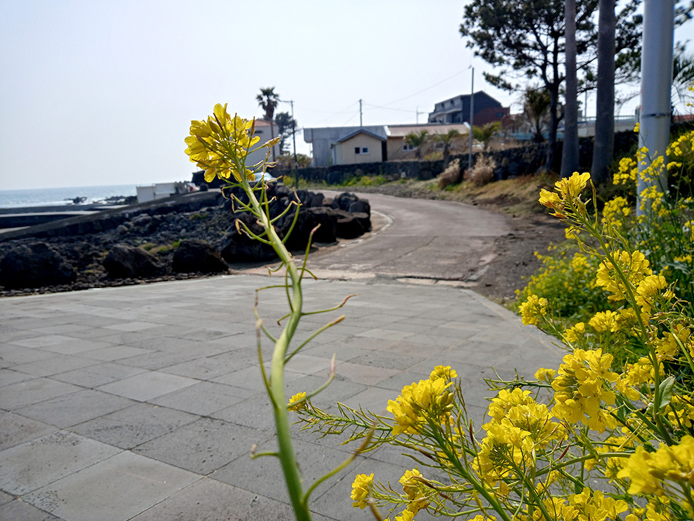 [제주도 Jejudo] 서귀포 유채꽃 국제걷기대회: 해녀체험센터