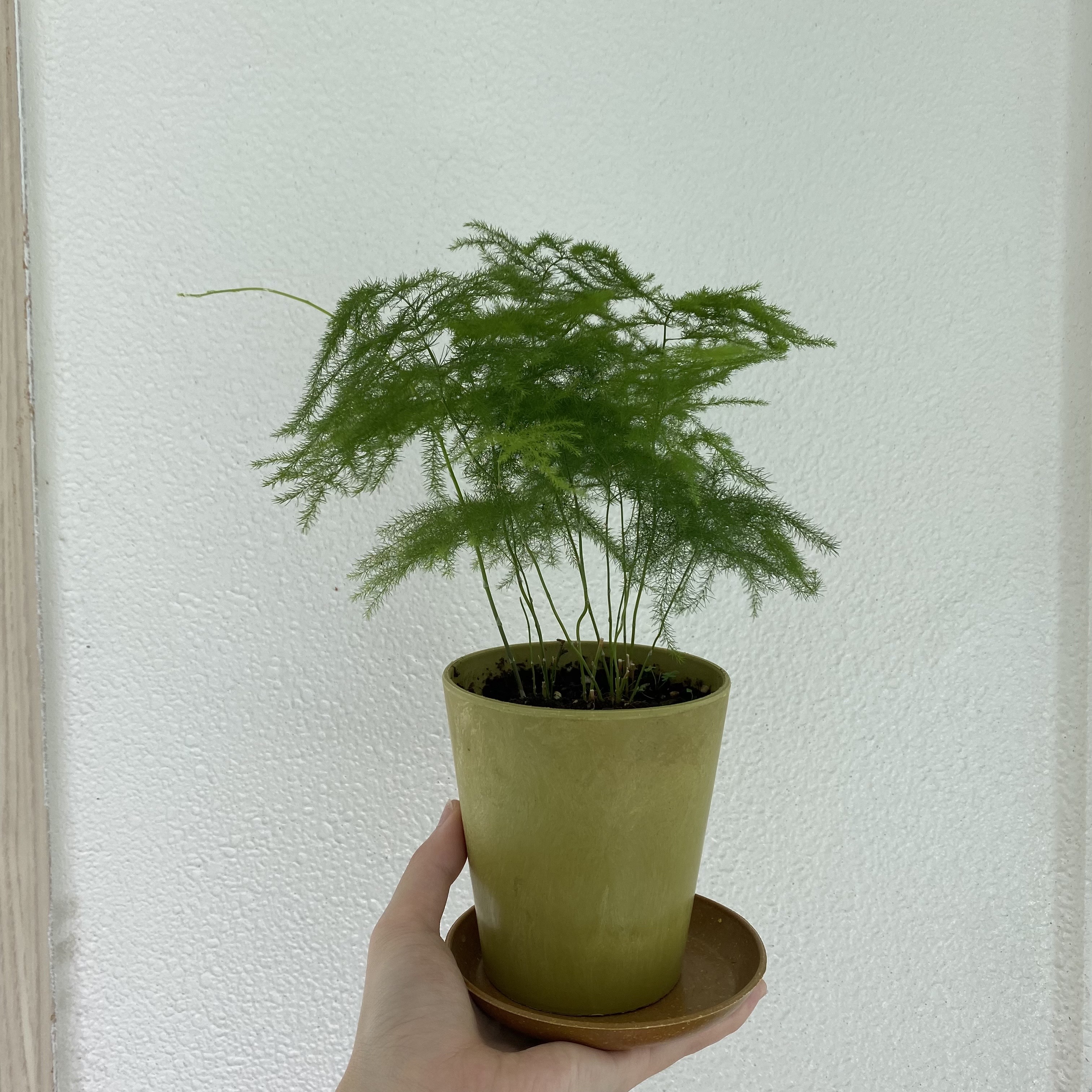 아스파라거스 나누스