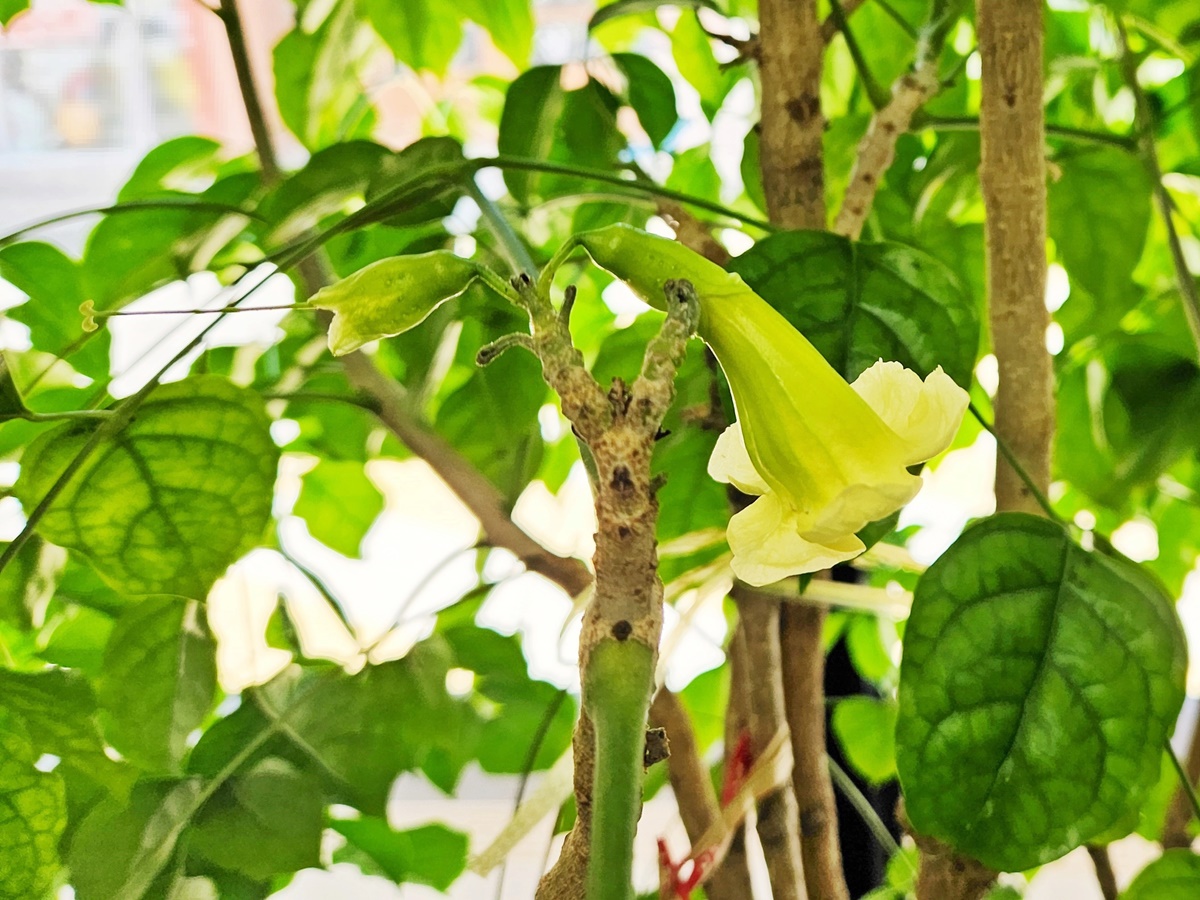 녹보수(녹색보석나무) Emerald Tree