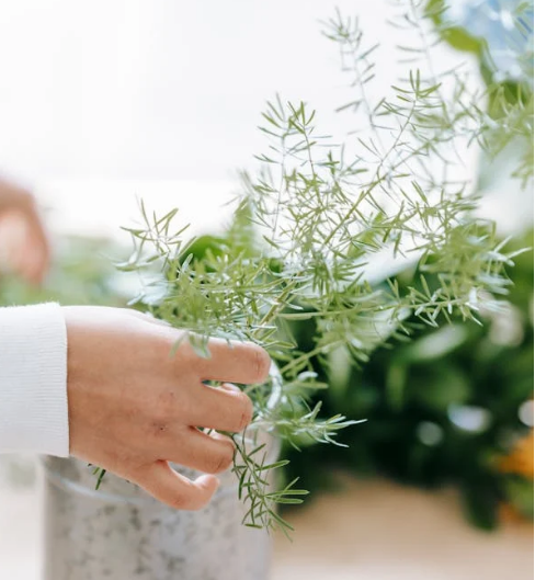 로즈마리 오일 효능