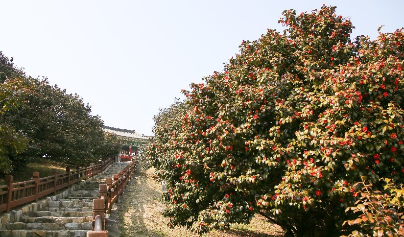 2023 서천동백꽃주꾸미축제