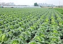 2024 절임배추 구매 방법 사전 예약 