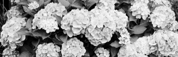 수국 키우는 법