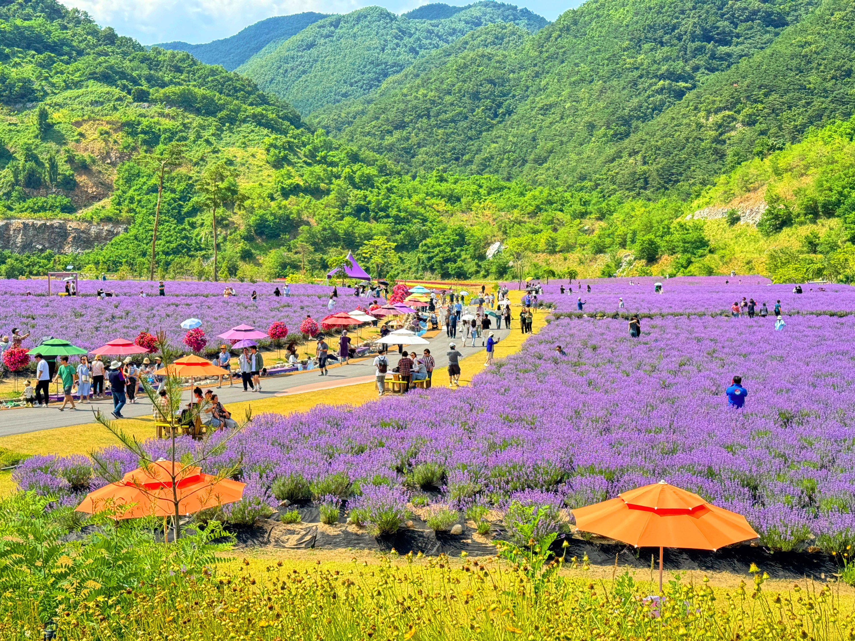 무릉별유천지 라벤더 축제