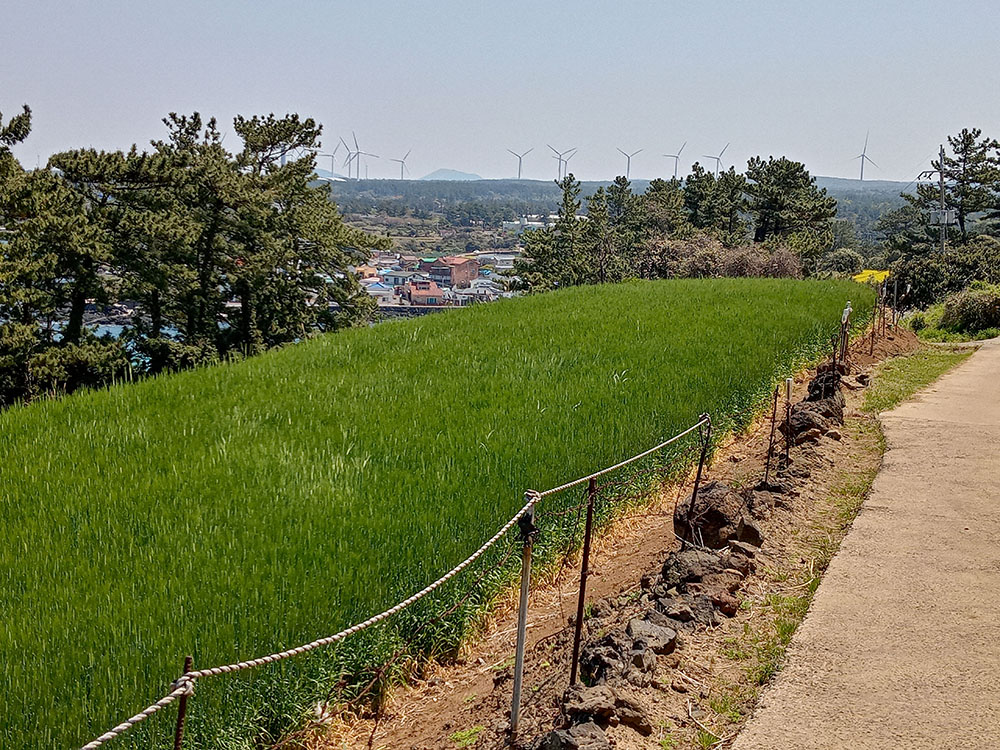 올레19코스: 조천만세동산에서 김녕서포구까지