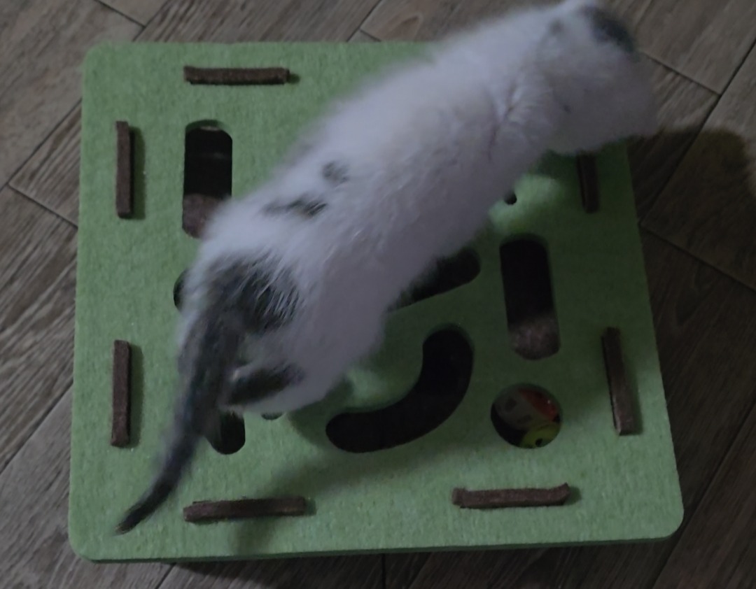 엉덩이를 들이미는 고양이
