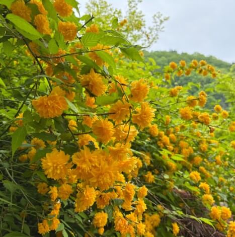 화담숲 모노레일 예매하기