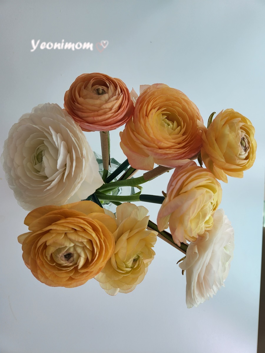 라넌큘러스 물올리기