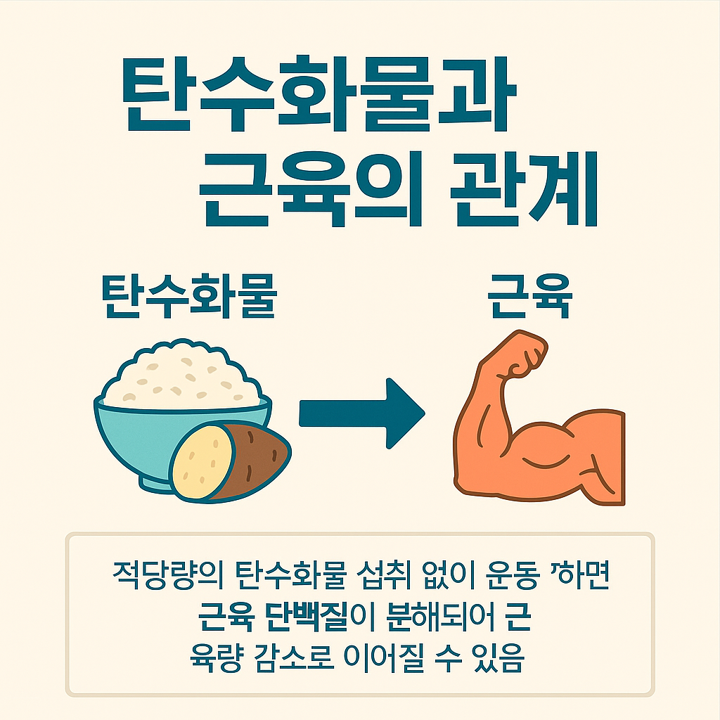 탄수화물과 근육의 관계