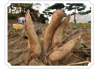 야콘 재배 덩이 비대 관리 토양 갈기 저장 요령_11