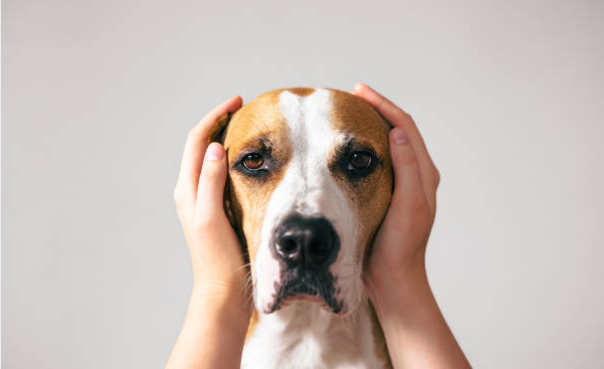 강아지도 클래식을 좋아해요