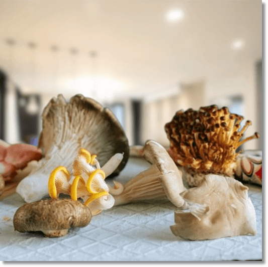 느타리버섯 먹는 법, 요리 하기 위한 다양한 버섯