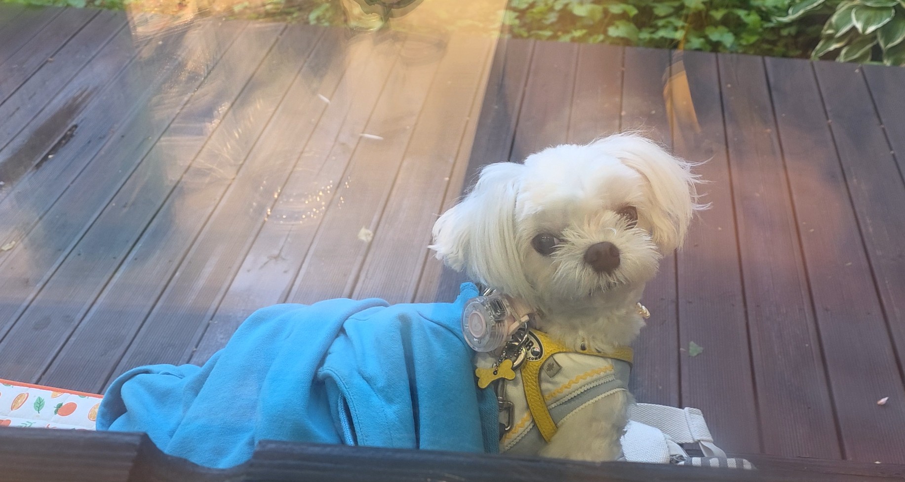 창 밖에서 기다리는 라떼