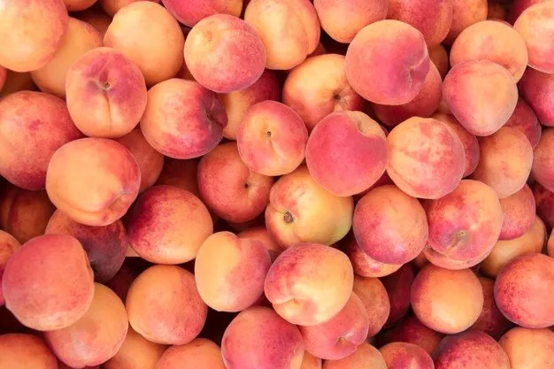 강아지 천도복숭아 먹어도 될까 안전한 급여 방법_5