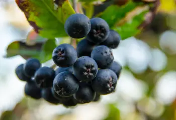 아로니아 효능 및 영양소&amp;#44; 먹는 방법