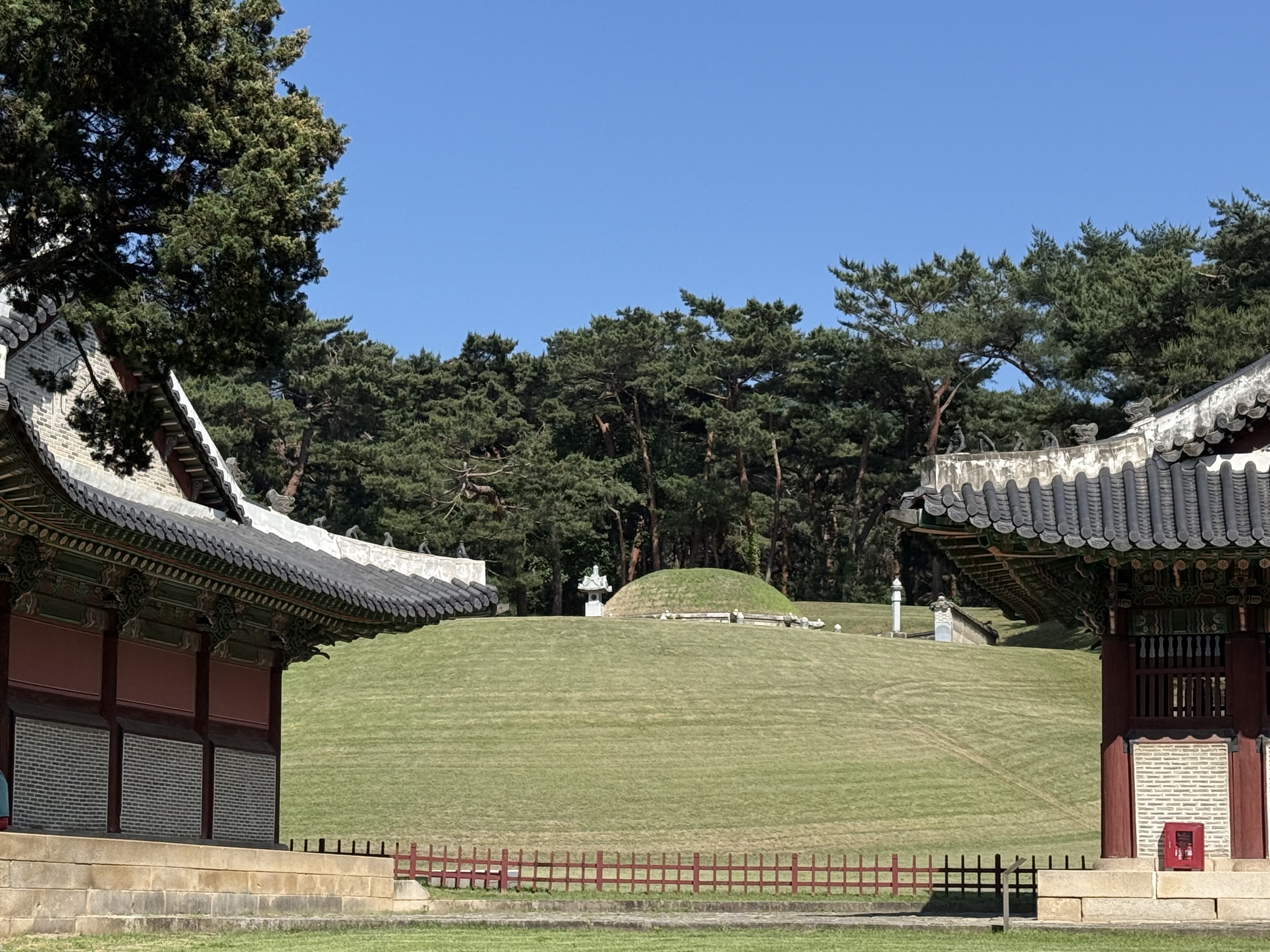 건물들 사이로 보이는 고요한 왕릉 봉분의 전경. 푸른 잔디와 소나무 숲이 어우러져 평화로운 분위기를 자아낸다.
