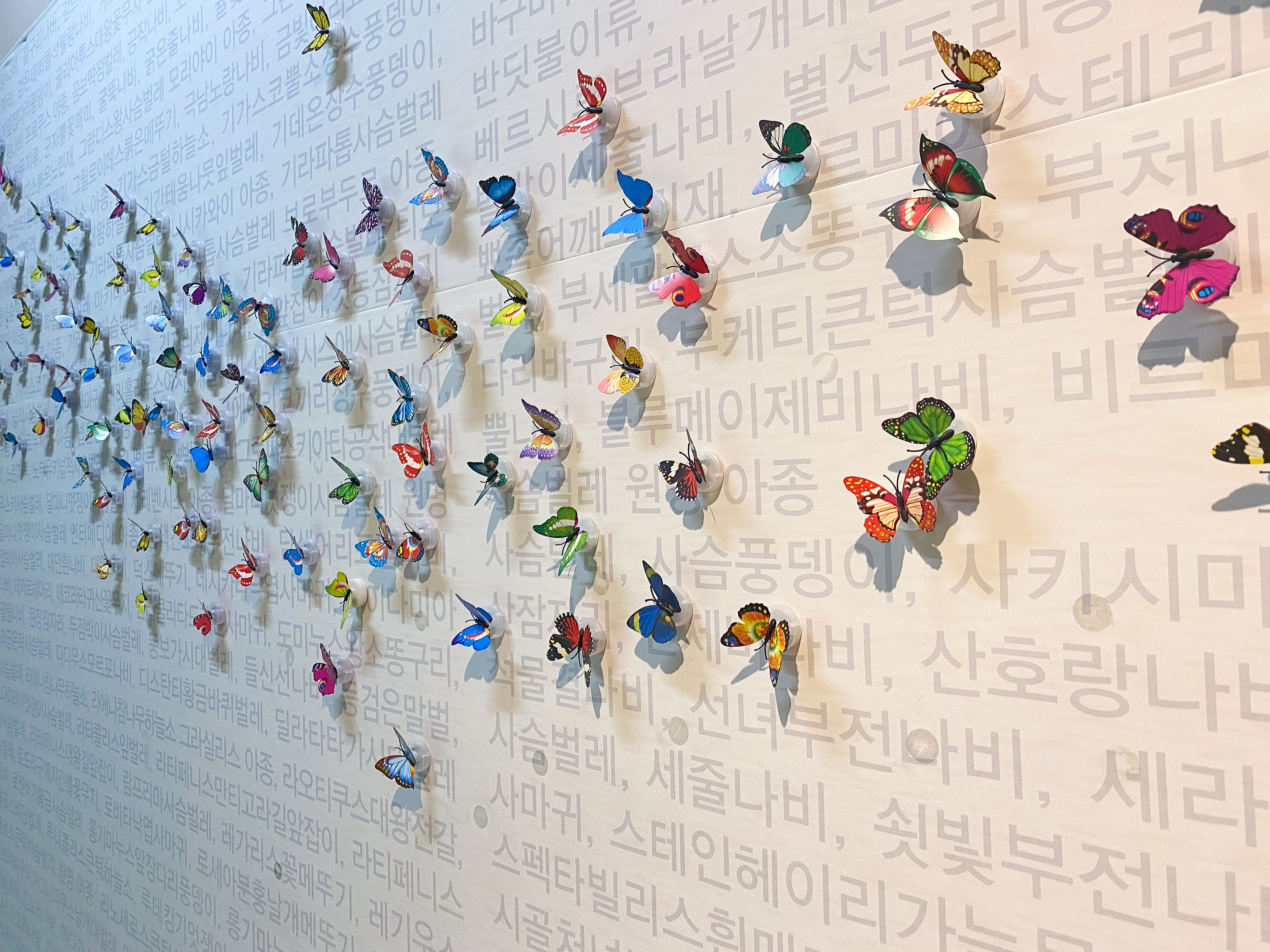 장식용 나비