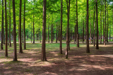 남이섬 어쿠스틱 청춘 페스티벌 총 정리