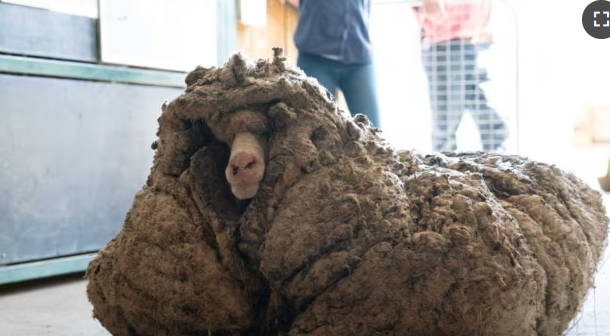 35kg의 털을 가진 양