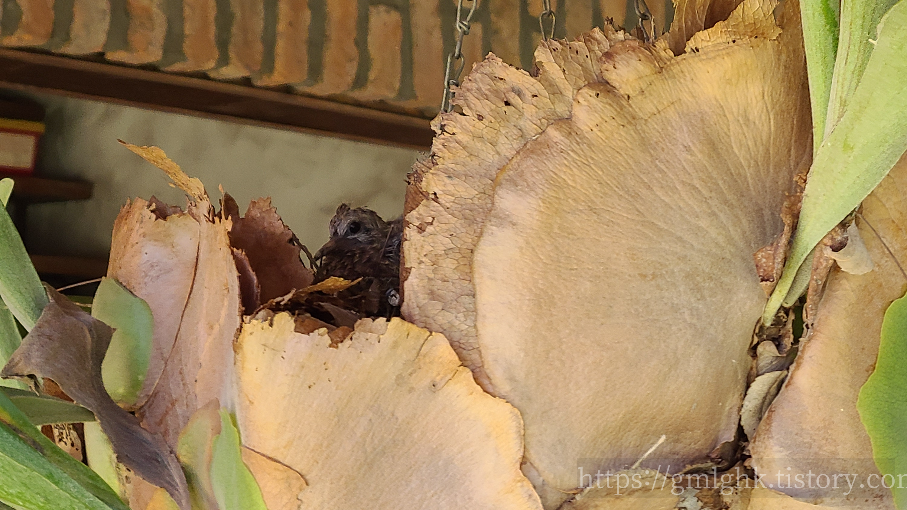 아르헨티나 날씨 10월 봄 박쥐란 새 둥지