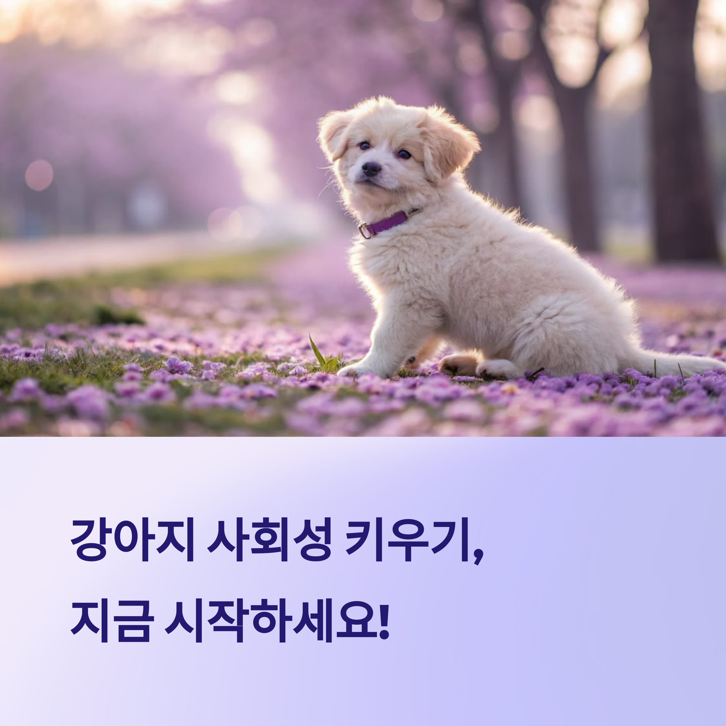 강아지 사회성 키우는 훈련법 총정리