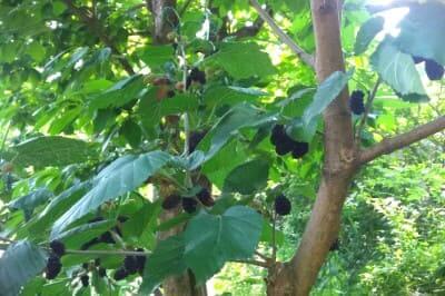 오디뽕나무-재배법-오디나무-품종별-특성