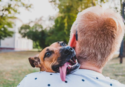 사람과 개의 귀.