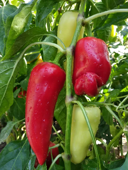 파프리카-사진