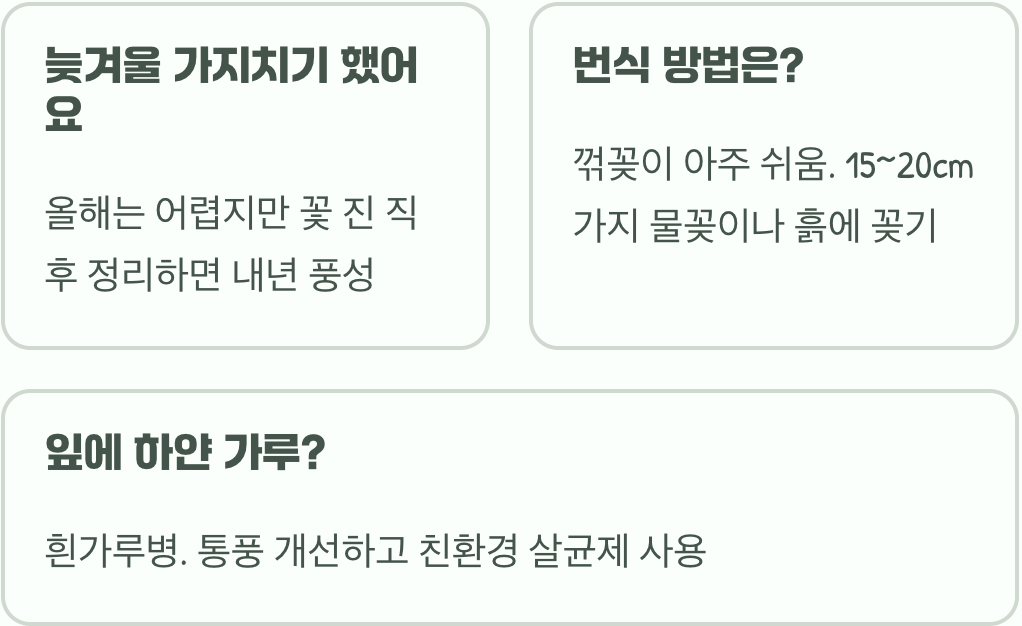 우리 집 개나리 꽃이 안 펴요? 3가지 원인과 풍성하게 피우는 해결 방법