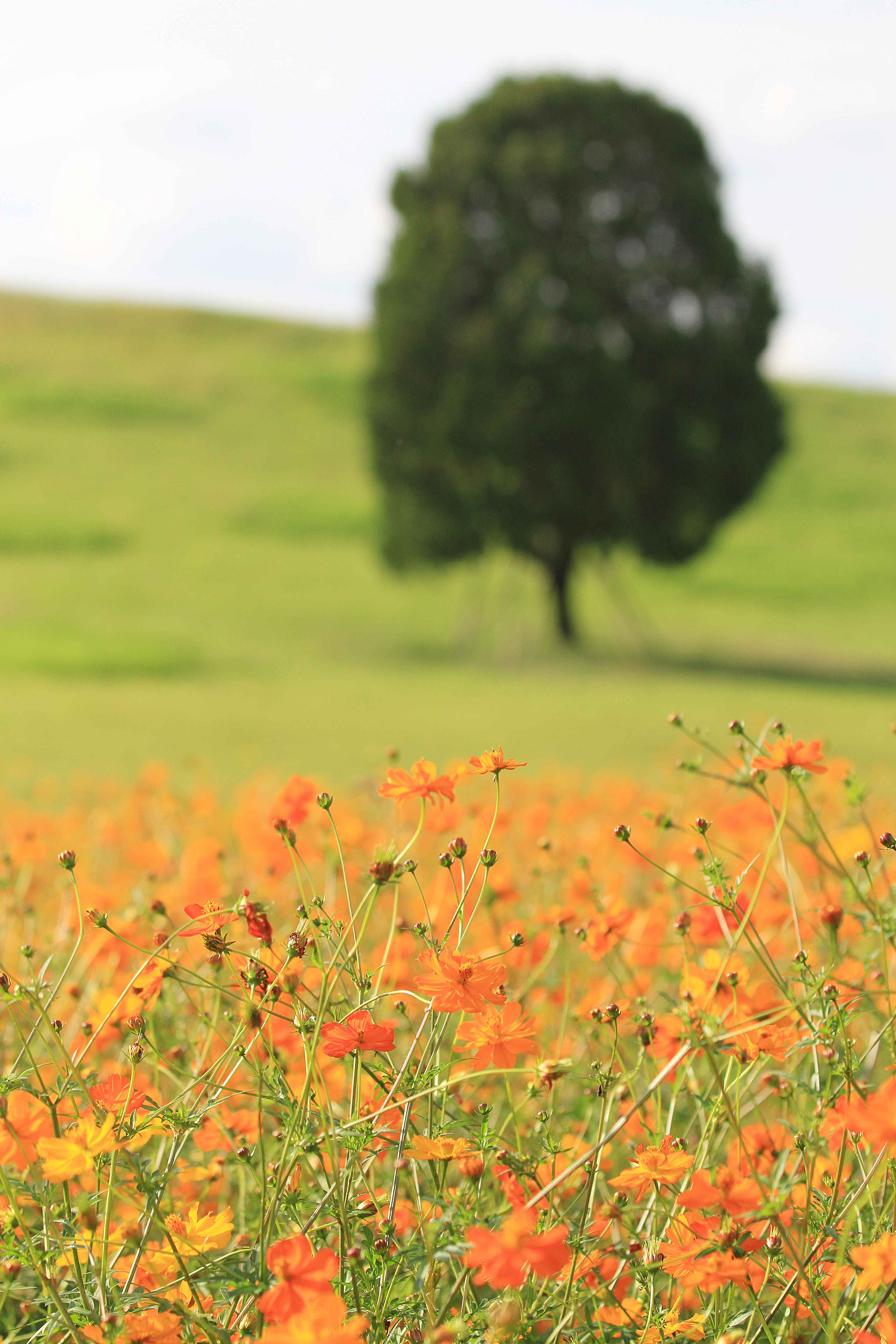 [ⓒ한국관광공사 포토코리아-박은경] 올림픽공원 가을 코스모스