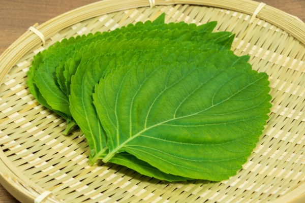 깻잎 섭취 시 주의할 부작용