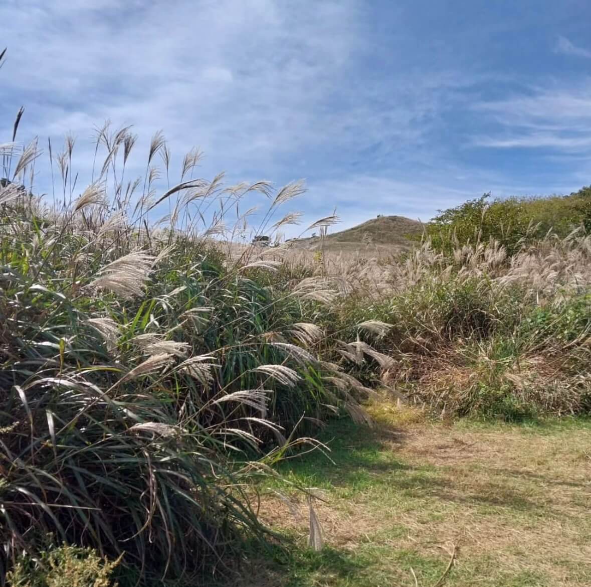 황매산 억새축제기간