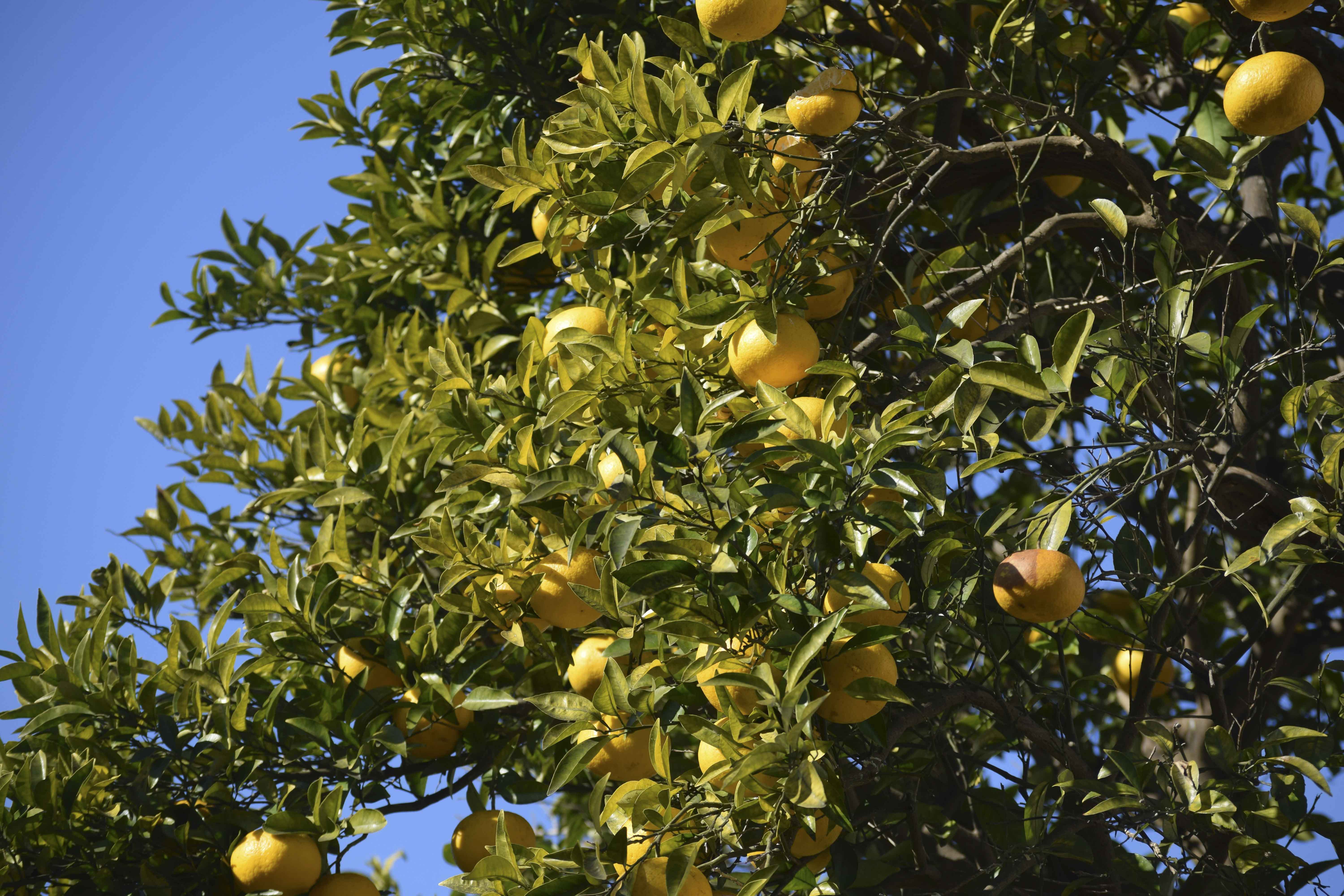 유자차의 효능과 유자차와 함께하면 좋은 음식,레시피