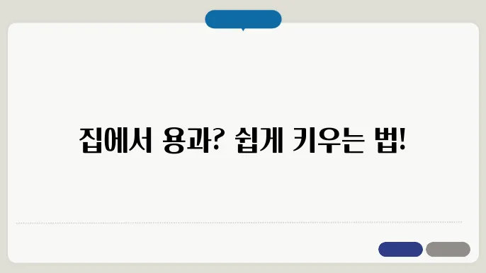 집에서 용과 키우기 짐에서도 쉽주 수 있는 경겅
