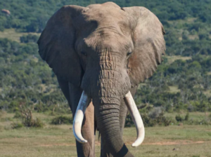 코끼리 꿈 해몽