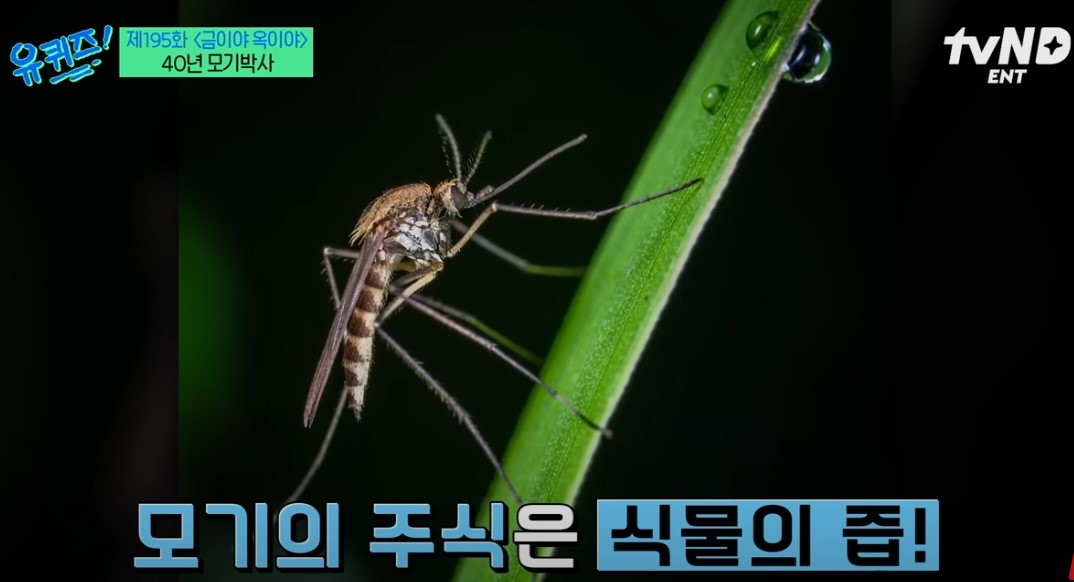 모기의 주식