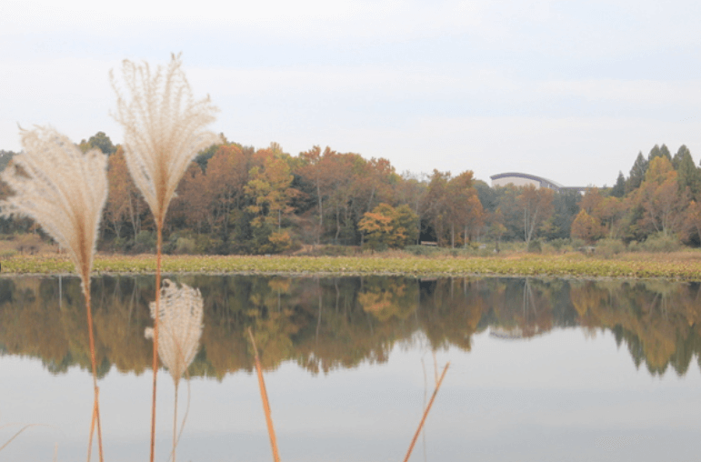 강주변 단풍이 물든 나무와 억세풀