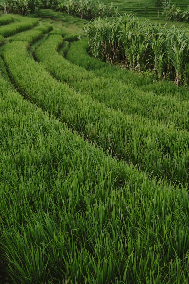 양곡할인 지원사업,신청방법,자격조건,수령방법
