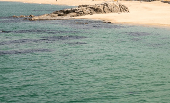 강릉 사근진 해변 유채꽃밭