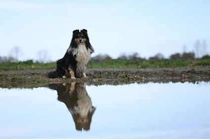 반려견과 함께 떠나는 여행: 준비부터 책임감까지