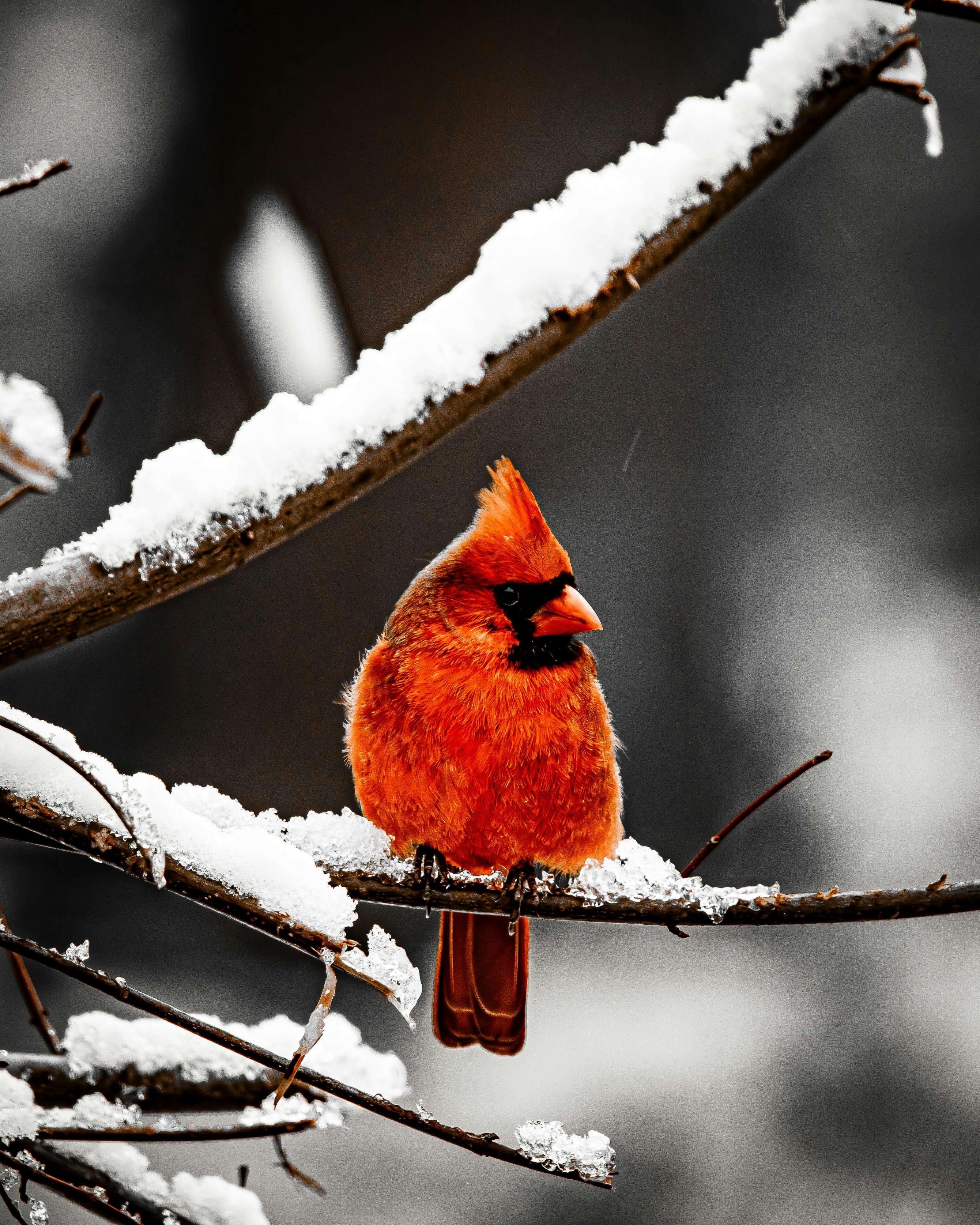 차기 교황 선출
