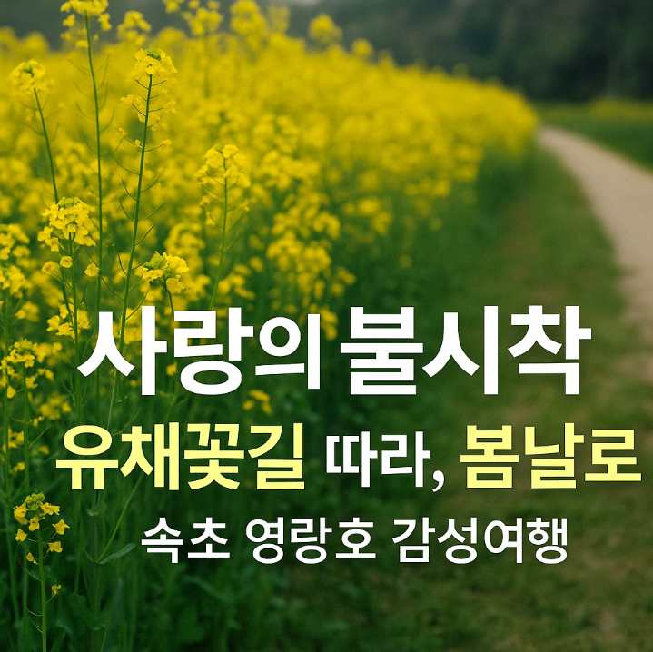 사랑의 불시착 유채꽃길~
