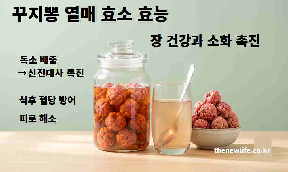 꾸지뽕 열매 효소 효능