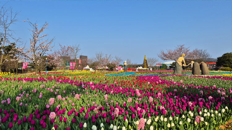 태안 튤립축제