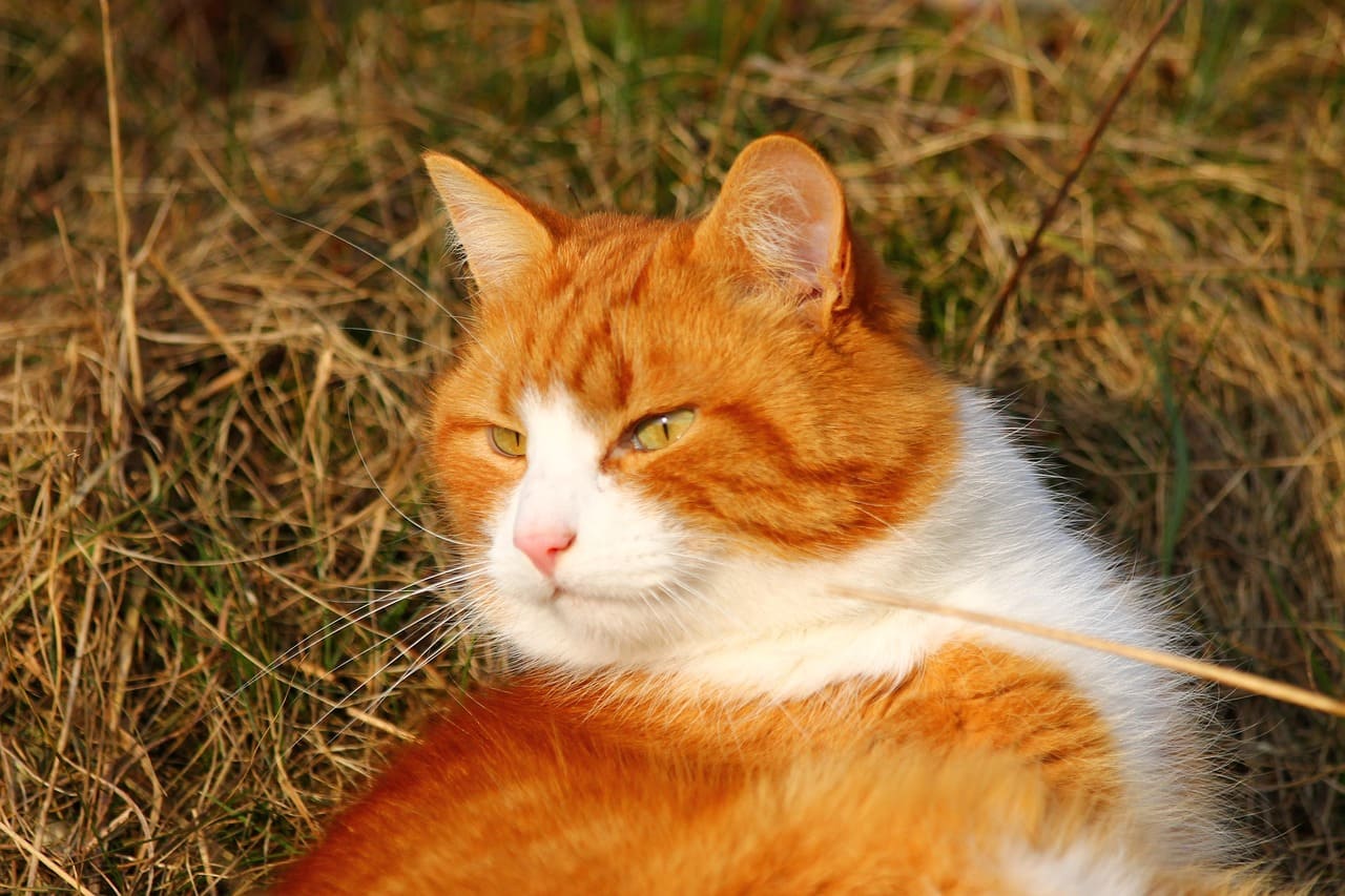고양이 기생충 질환의 종류