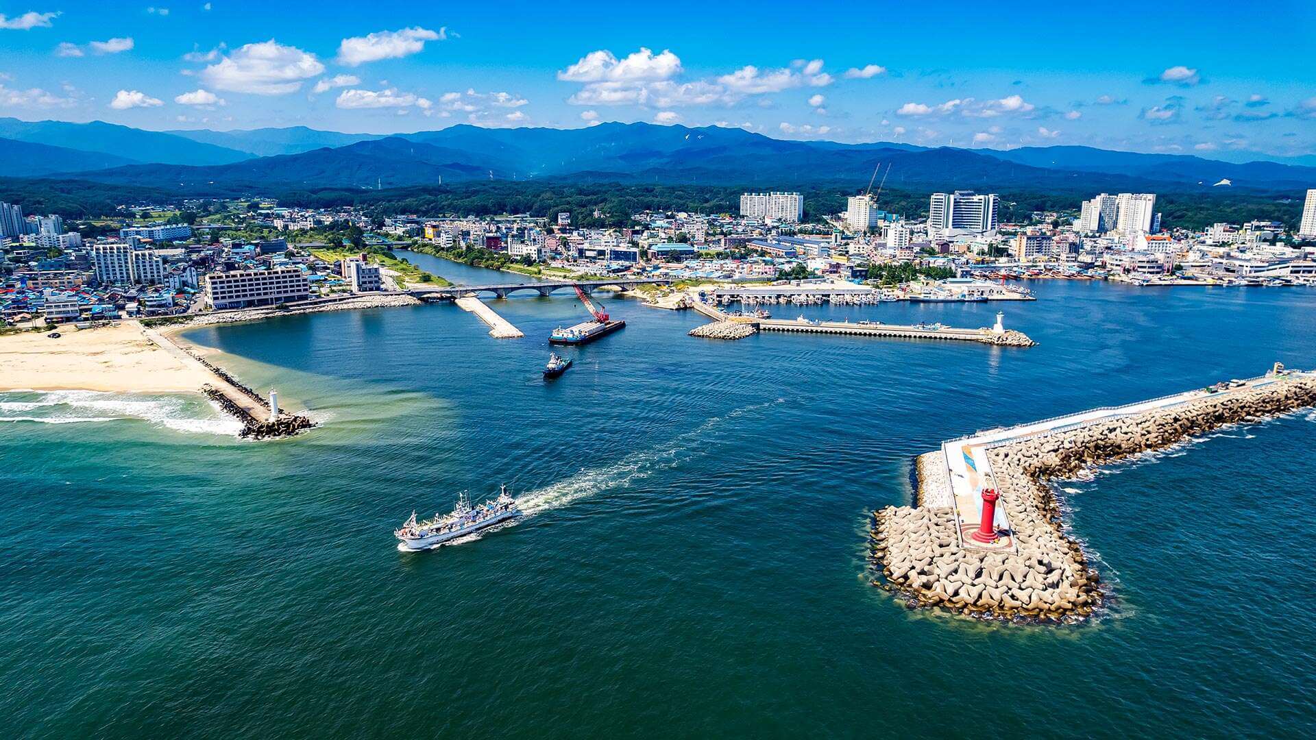 강릉 사근진 해변 유채꽃밭