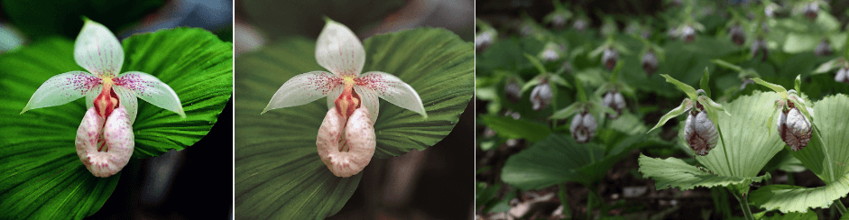 광릉요강꽃을 지키는 방법: 숲의 그늘·토양·교란 관리 가이드