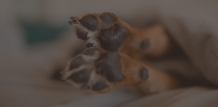 강아지 쿠싱증후군 7가지 원인