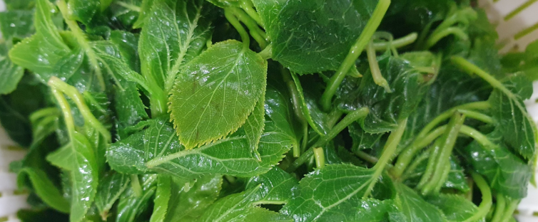 다래순 나물 무침2